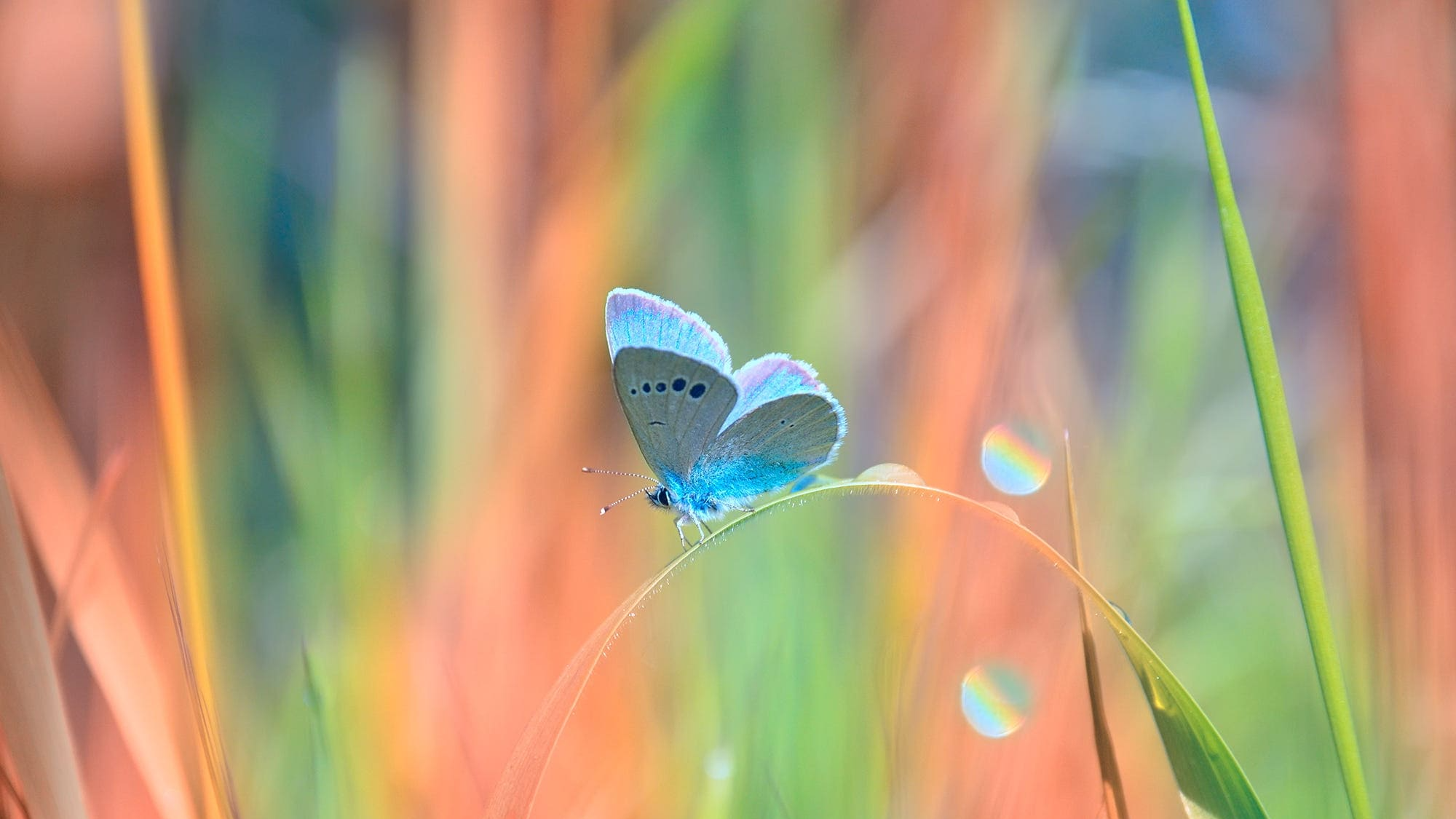 Butterflyのバナー