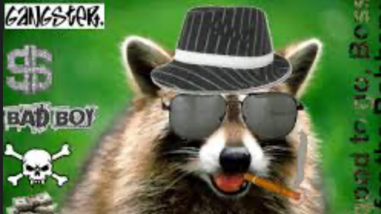 Raccoon Squadのバナー