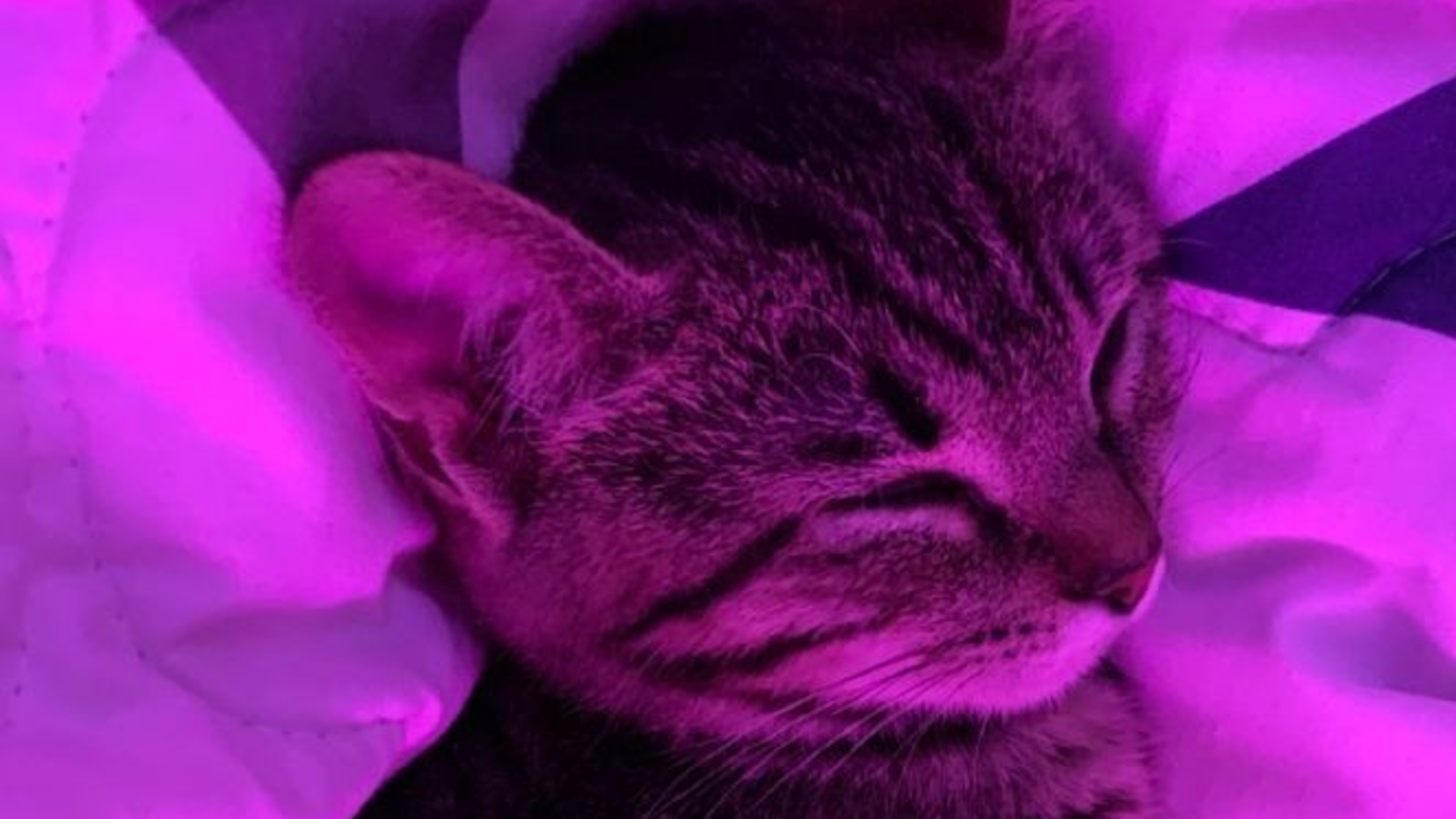 Purple nurpleのバナー