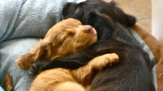 cuddleのバナー