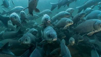 Fish is coolのバナー