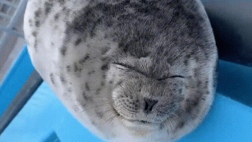 Kawaii Pon