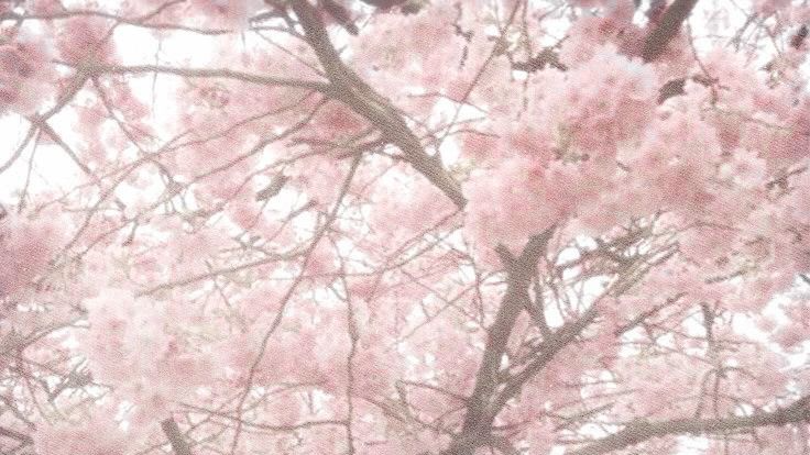 ˙ ․ ৎ୭ ིྀ ʀᴏsᴇ ᴘᴇᴛᴀʟs ʜᴇᴀᴅsᴘᴀᴄᴇ ౨˳ ིྀ ৎ୭のバナー