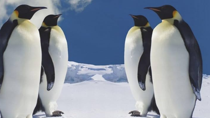 Penguin Loversのバナー