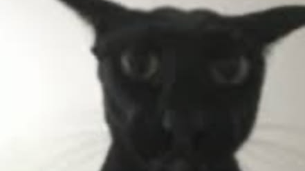 ThatOneLarryCatGroup