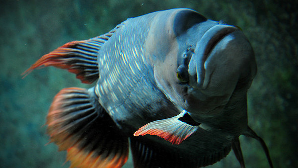 Fish Clubのバナー