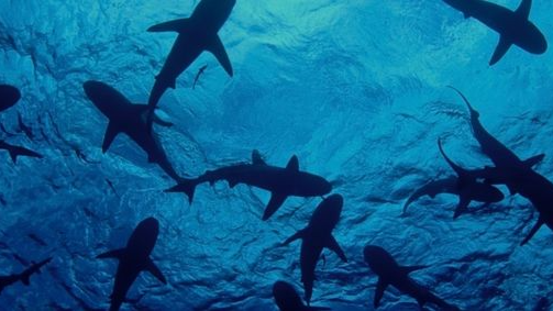 shark fansのバナー