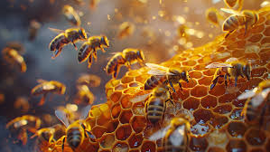 Bee kingdomのバナー