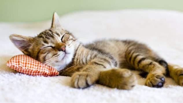 Sleepy Timeのバナー