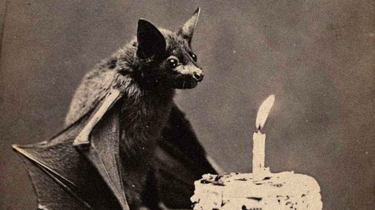 The bat cultのバナー