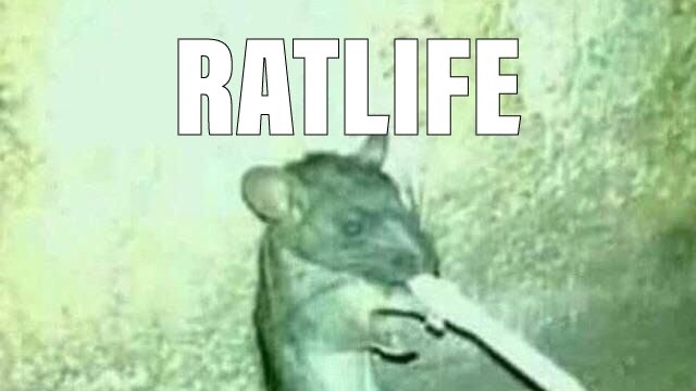 Rats Gang