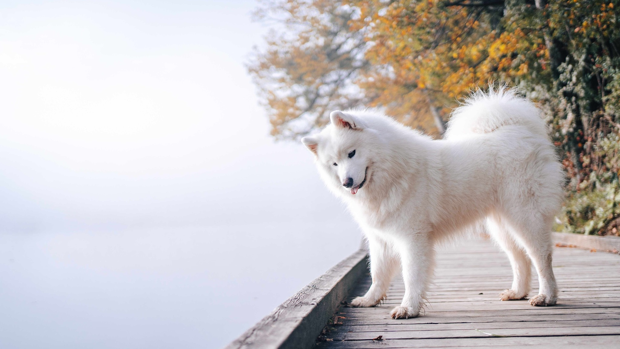 The Fluffball Communityのバナー