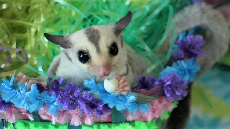 Sugar Gliders