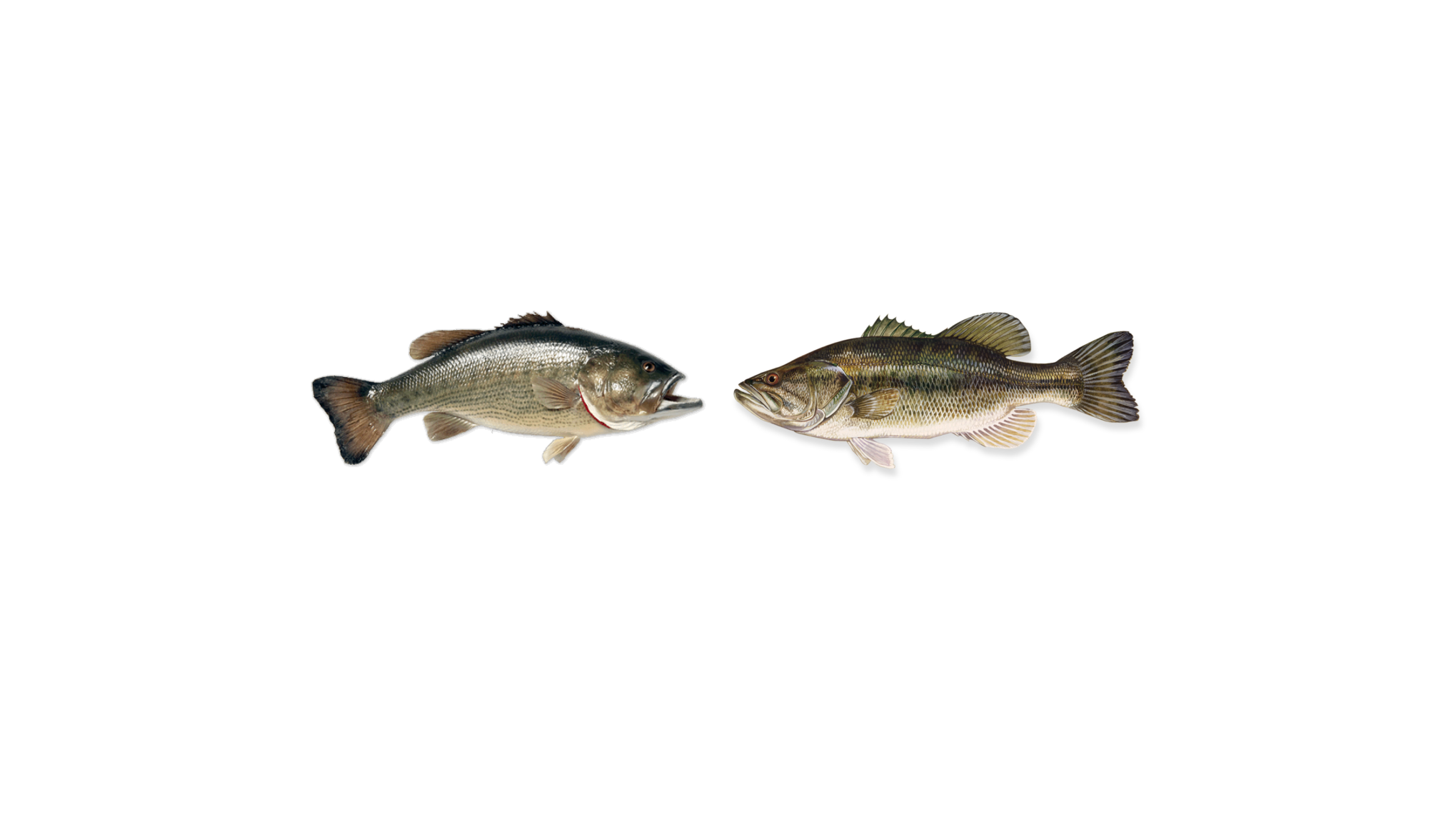 Us if we were fishのバナー