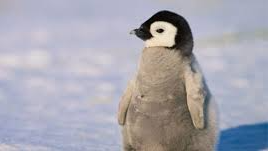 PENGUIN ARCSのバナー