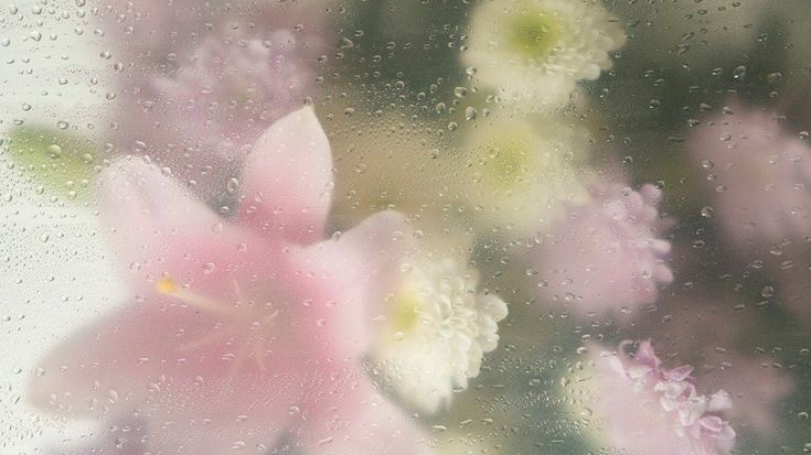 ROSEのバナー