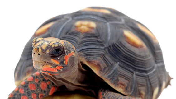 RED SCALED TORTISE GROUPのバナー