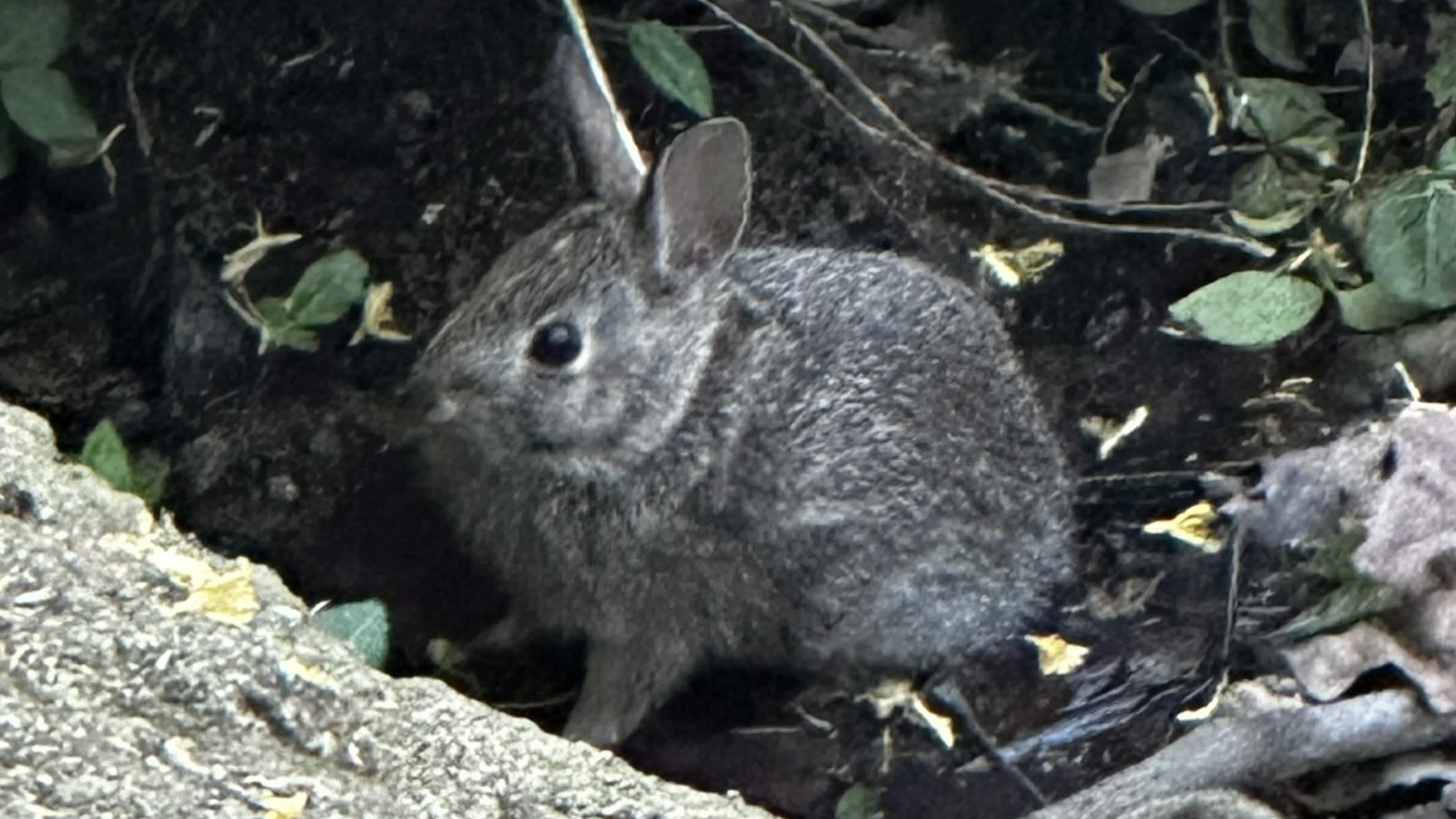 Fat bunny found in the woodsのバナー