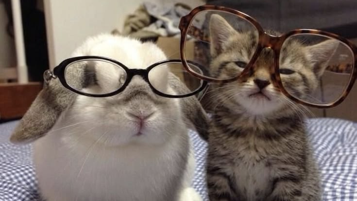 BunnysGooberGangのバナー