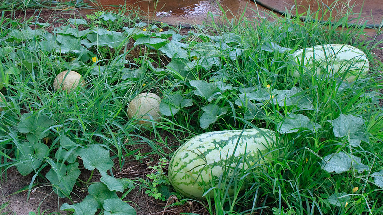 the melon patchのバナー