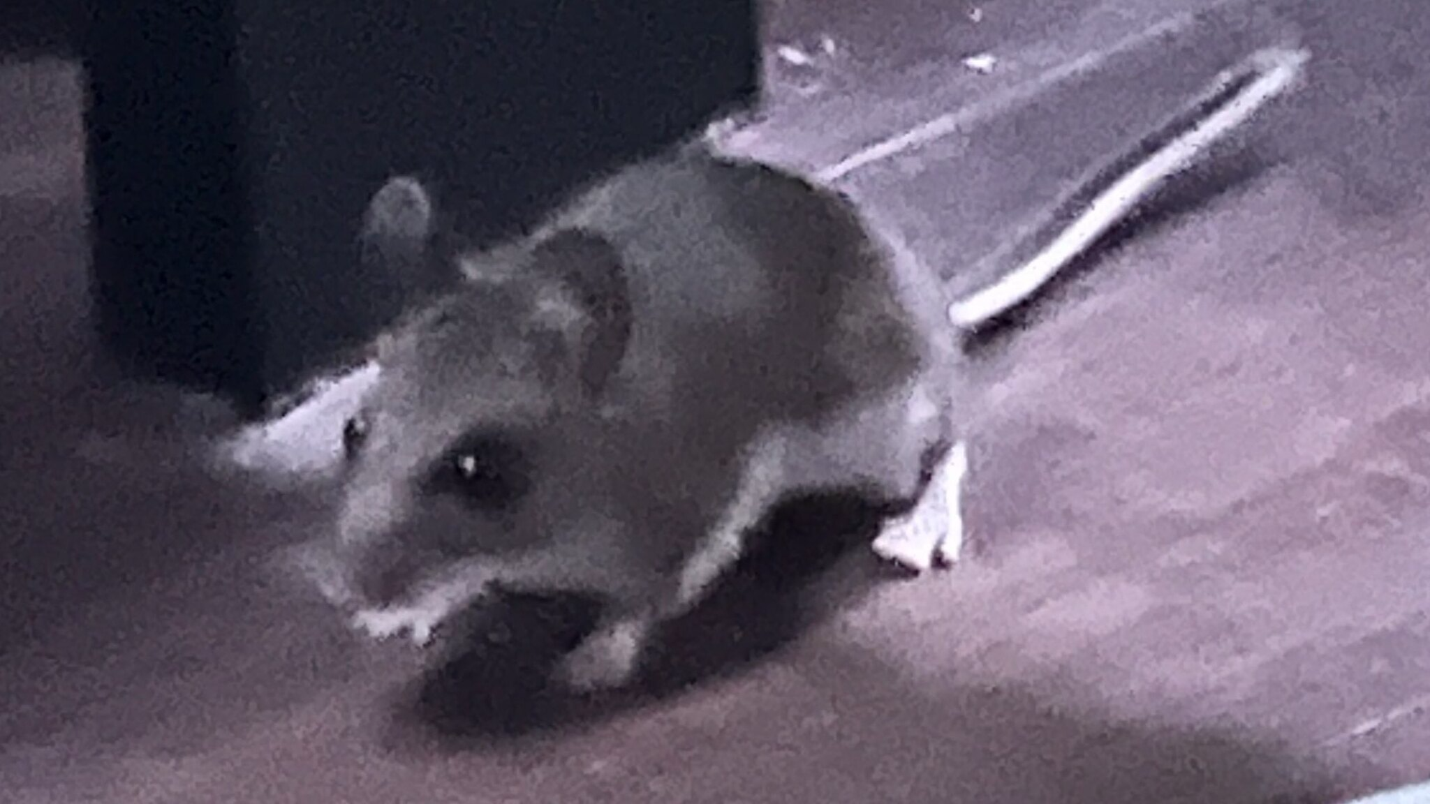 The Rat House