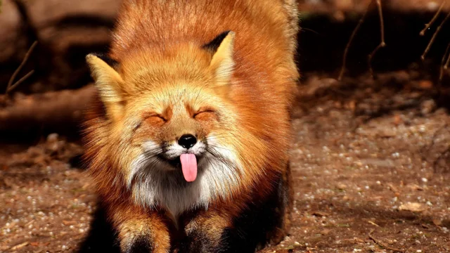 TheFoxBoxのバナー