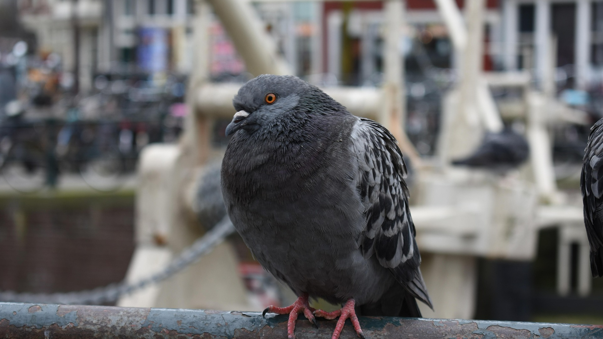 PIGEON