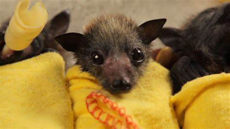 VERIFIED BATTY