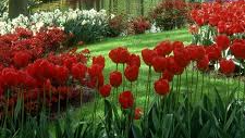 The Garden of Flowers