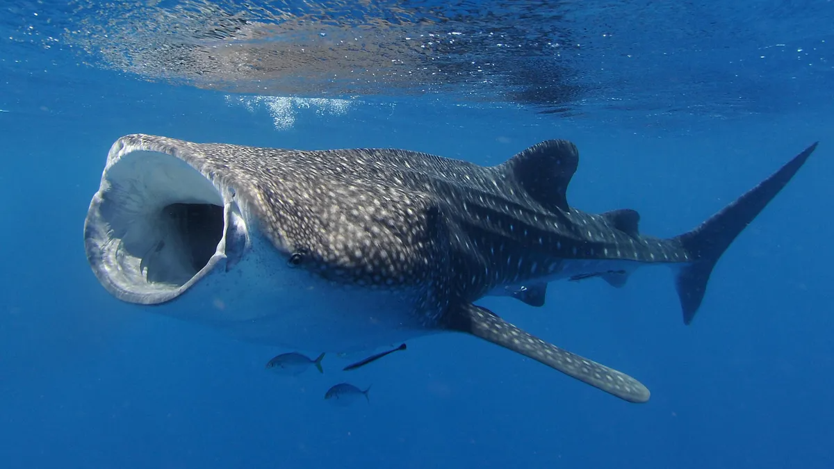 Whale Shark Enjoyersのバナー
