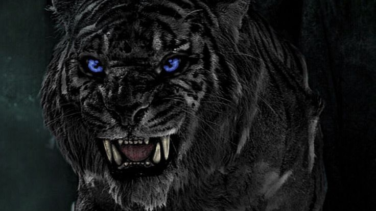 Black Tiger Friends