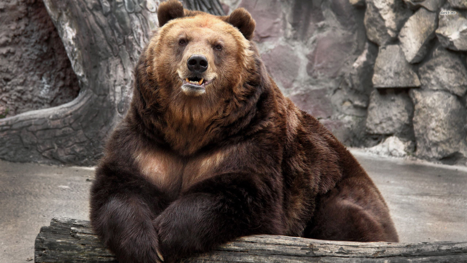 Bears caveのバナー