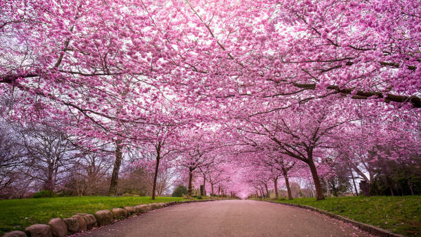sakura forestのバナー