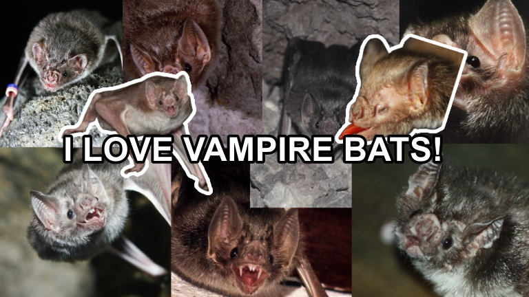 VAMPIRE BAT FANのバナー
