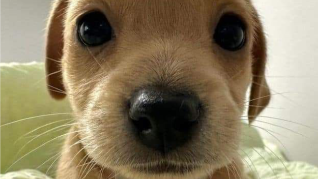 SUPER PUPS