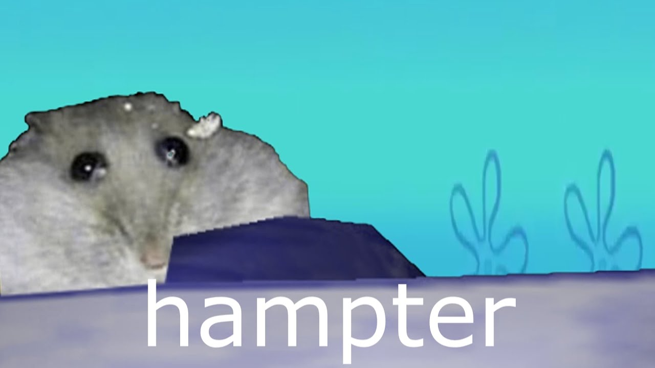 ඞ ʜᴀᴍᴘᴛᴇʀ ඞ