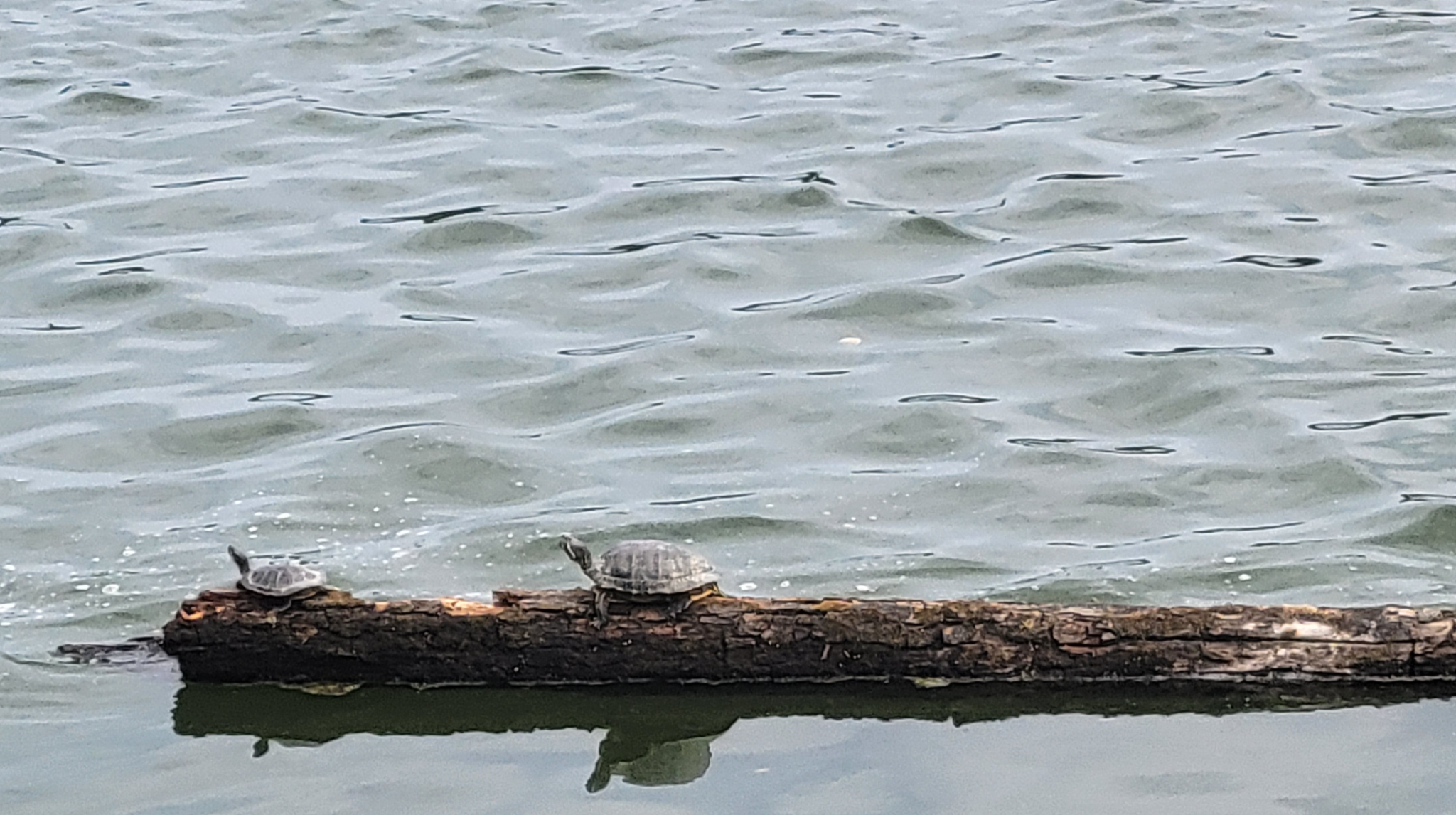 Turtle Club