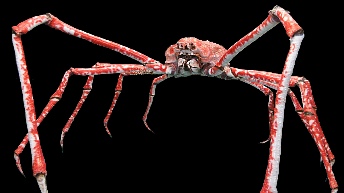 Cult of the Spider Crab