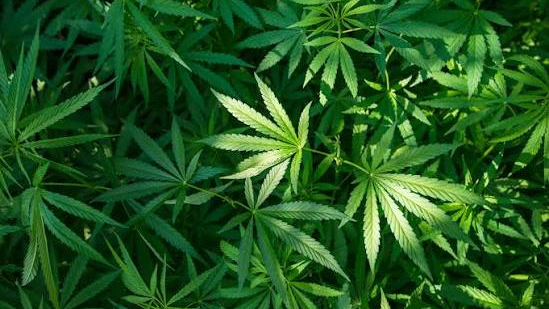 Weed loverのバナー