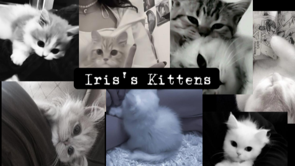 Iris Kittens