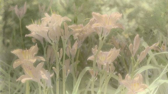 ~Floral Fawns~のバナー