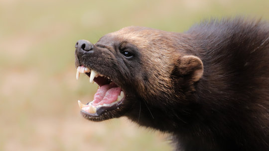 WOLVERINE