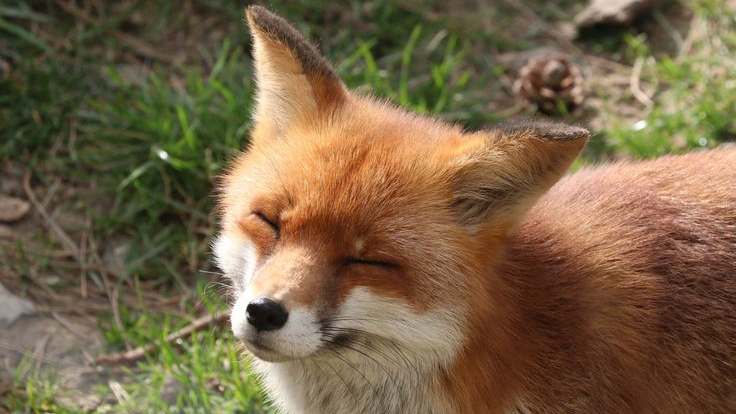 The Fox Group