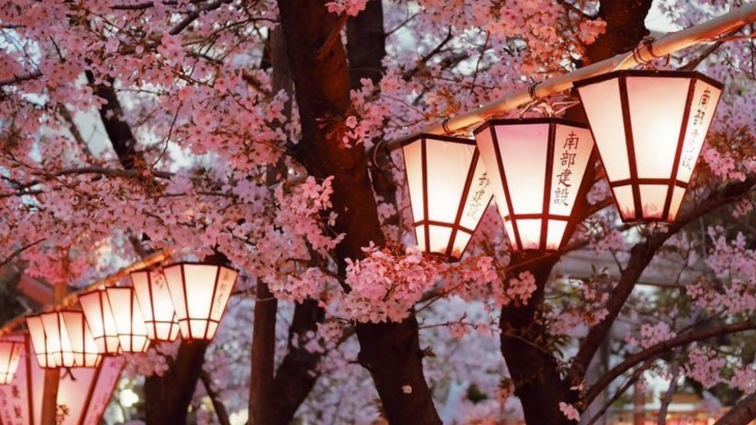 Aesthetic Cherry Trees