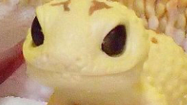 Geckos kingdom