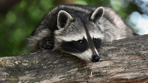 Raccoon Saloon