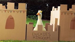 The land of ducksのバナー