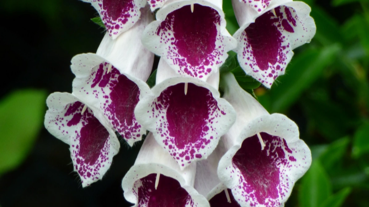 The Foxglove Project