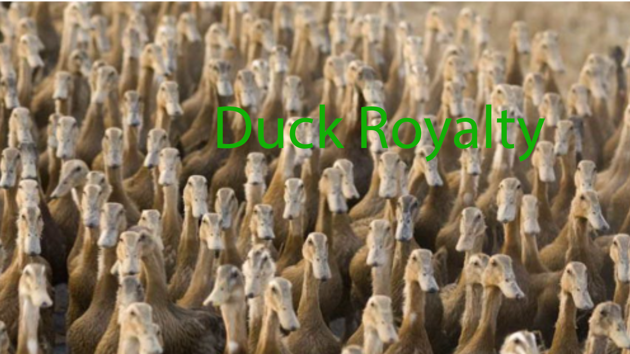 duck royaltyのバナー