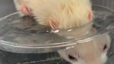 Fluffy sharkのバナー